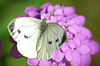 2009-06-28 (10) Cabbage white butterfly, Großer Kohlweißling, Artrogeia brassicae.JPG