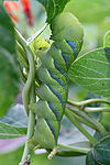 Acherontia atropos larva 1.jpg