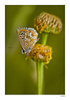 Aitor Escauriaza - papallona capullos (by).jpg