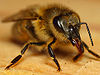Bee1web.jpg