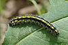 Callimorpha.dominula.caterpillar.jpg