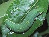 Charaxes jasius larva.jpg