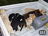 DEA 20060202 cachorros.jpg