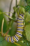 Danaus plexippus caterpillar.jpg