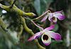Dendrobium nobile 1.jpg