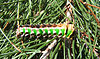 Graellsia isabellae 5th instar sjh.jpg