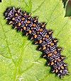 Heath Fritillary caterpillar.jpg