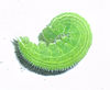 Lasiommata megera larva.jpg