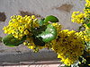 Mahonia aquifolium 1.JPG