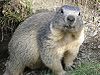 Marmota marmota Alpes2.jpg