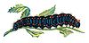 Parnassius apollo caterpillar by Nemos.jpg