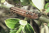 Plebeius argus caterpillar.jpg