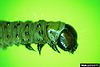 Tortrix viridana larva.jpg