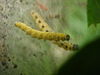 Yponomeuta-evonymella-(caterpillar)-24-05-2009-177.jpg