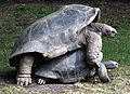 Aldabra mating 4.JPG