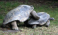 Aldabra mating 8.JPG