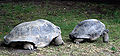 Aldabra mating 9.JPG