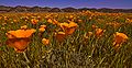 California-poppies.jpg