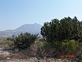 Cerro Juárez Cactus.jpg