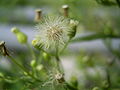 Conyza-canadensis-seeds.jpg