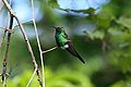 Cuban Emerald Hummingbird 2496054980.jpg