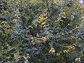 Cytisophyllum sessilifolium 2.jpg