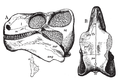 Edaphosaurus skull.png