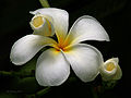 Flower I IMG 8330.jpg