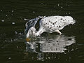 Great Egret strikes for a Fish - crop - edit1.jpg