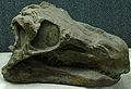 HuayangosaurusTaibaii-PaleozoologicalMuseumOfChina-May23-08.jpg