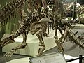 Huayangosaurus taibaii.jpg