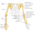 Human arm bones diagram.svg