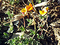 Lotus glareosus FlowersCloseup2 SierraNevada.jpg