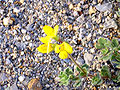 Lotus glareosus FlowersCloseup 2009-7-25 SierraNevada.jpg