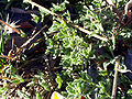 Lotus glareosus leaves SierraNevada.jpg