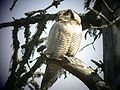 Northern Hawk Owl 2003-06.jpg