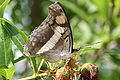 Silver emperor (Doxocopa laure) female ventral.jpg