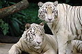 Singapore Zoo Tigers.jpg