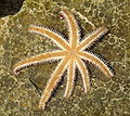 Starfish upside down.JPG