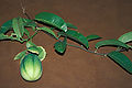 Starr 980807-1609 Passiflora laurifolia.jpg