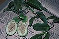 Starr 980807-1613 Passiflora laurifolia.jpg