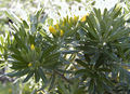 Teline linifolia.jpg