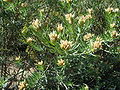 Teline linifolia 1.JPG