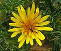Yellow flower with critters.jpg