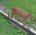 Caracas zoo pumas.jpg
