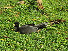Black pea hen caracas zoo.jpg
