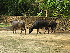 Caracas zoo buffalo.jpg