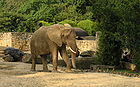 Caracas zoo elephant.jpg