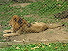 Caracas zoo lion.jpg
