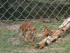 Caracas zoo tigers.jpg